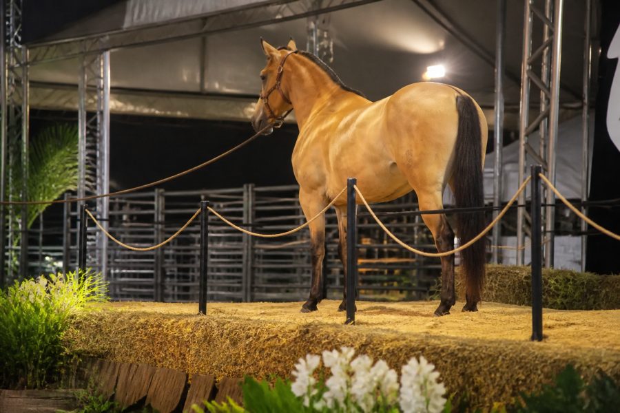 Feira de Cuiabá promete movimentar R$ 5 milhões em genética animal