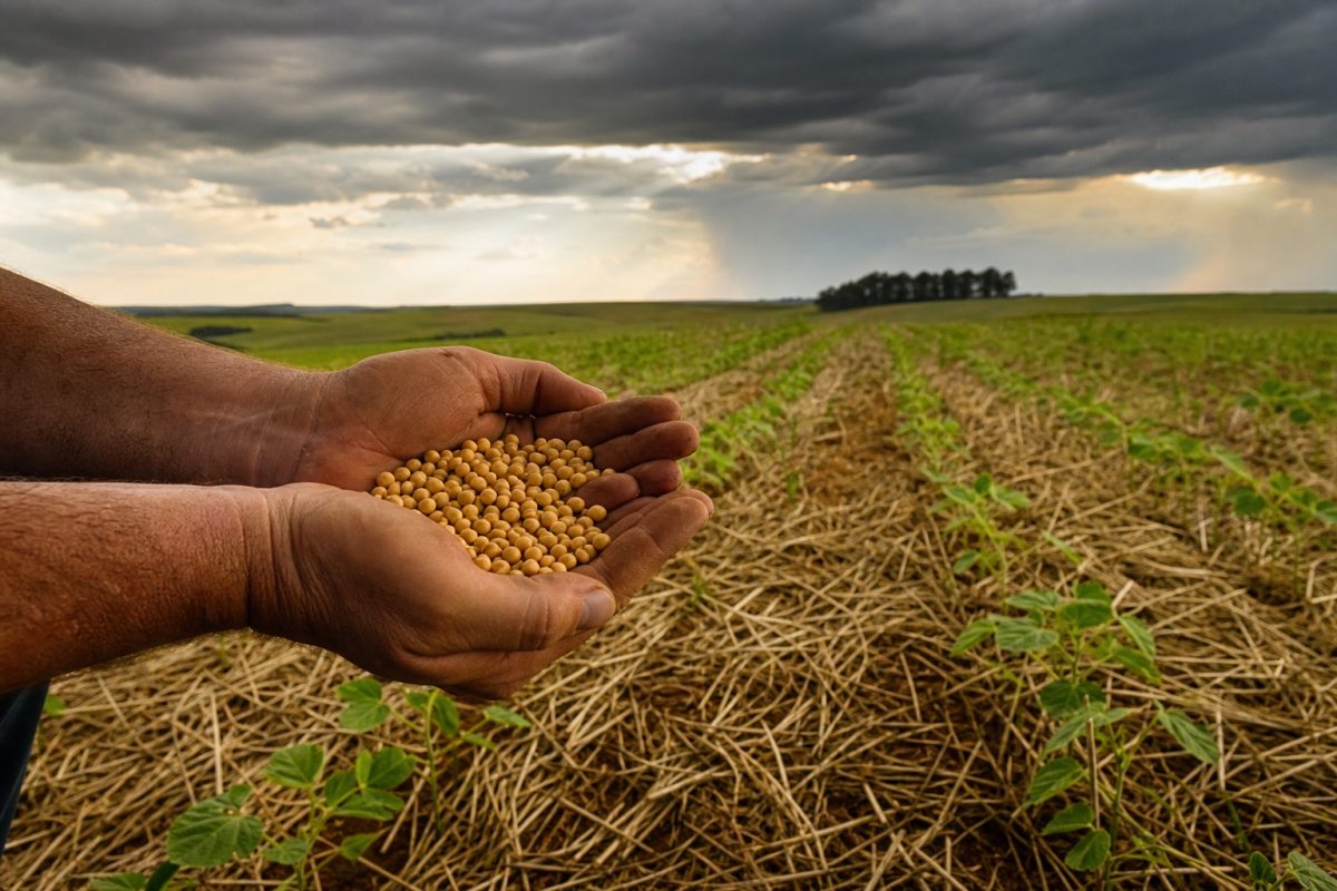 Gasto com renegociação poderia proteger mais de R$ 112 bilhões com seguro rural