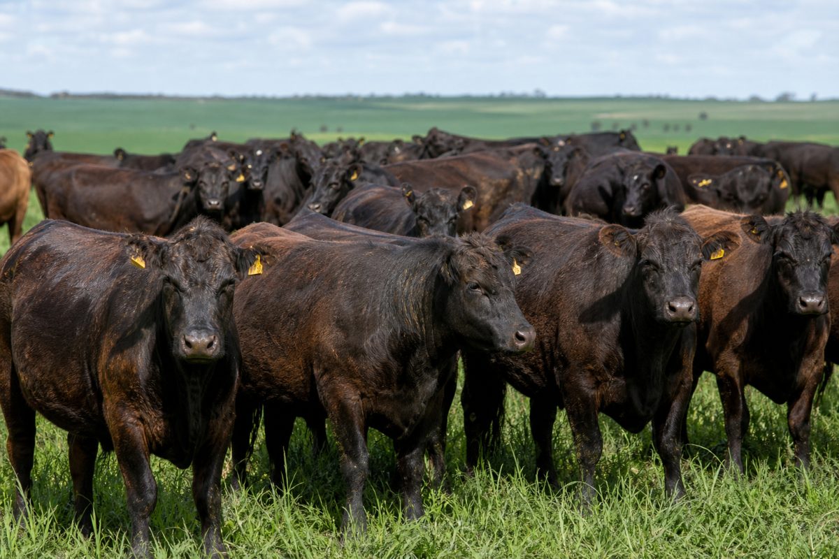 Rio Grande do Sul ganha novo indicador para preço do boi gordo