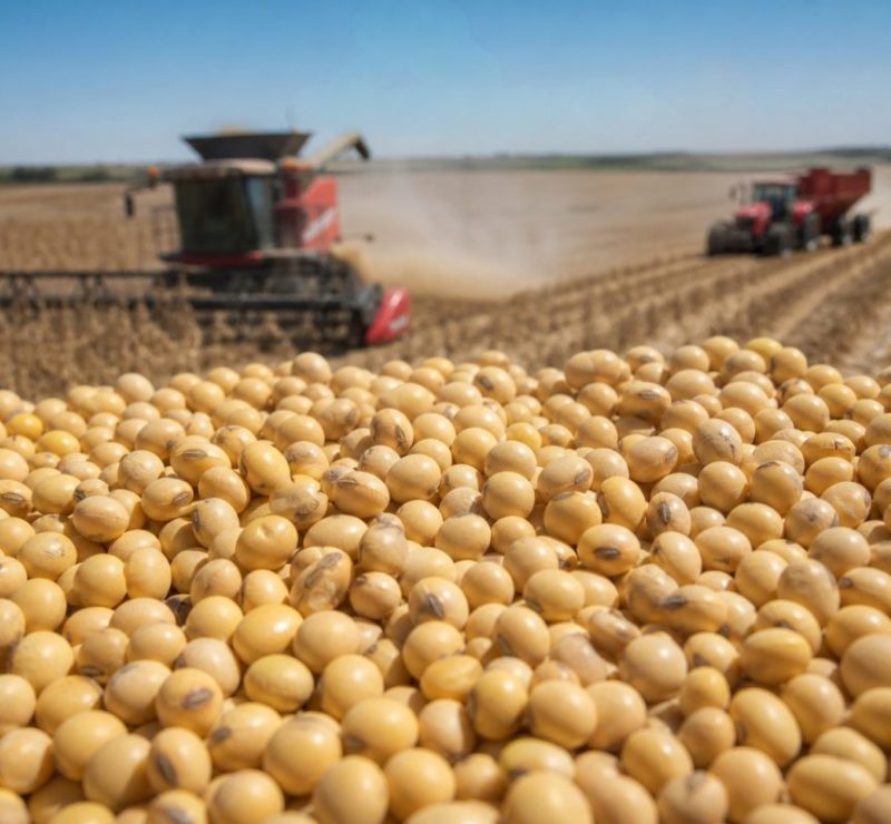 Soja registra alta no Brasil e em Chicago; mercado em movimento