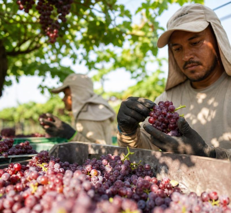 Brasil Pode Aumentar Suas Exportações de Frutas Significativamente