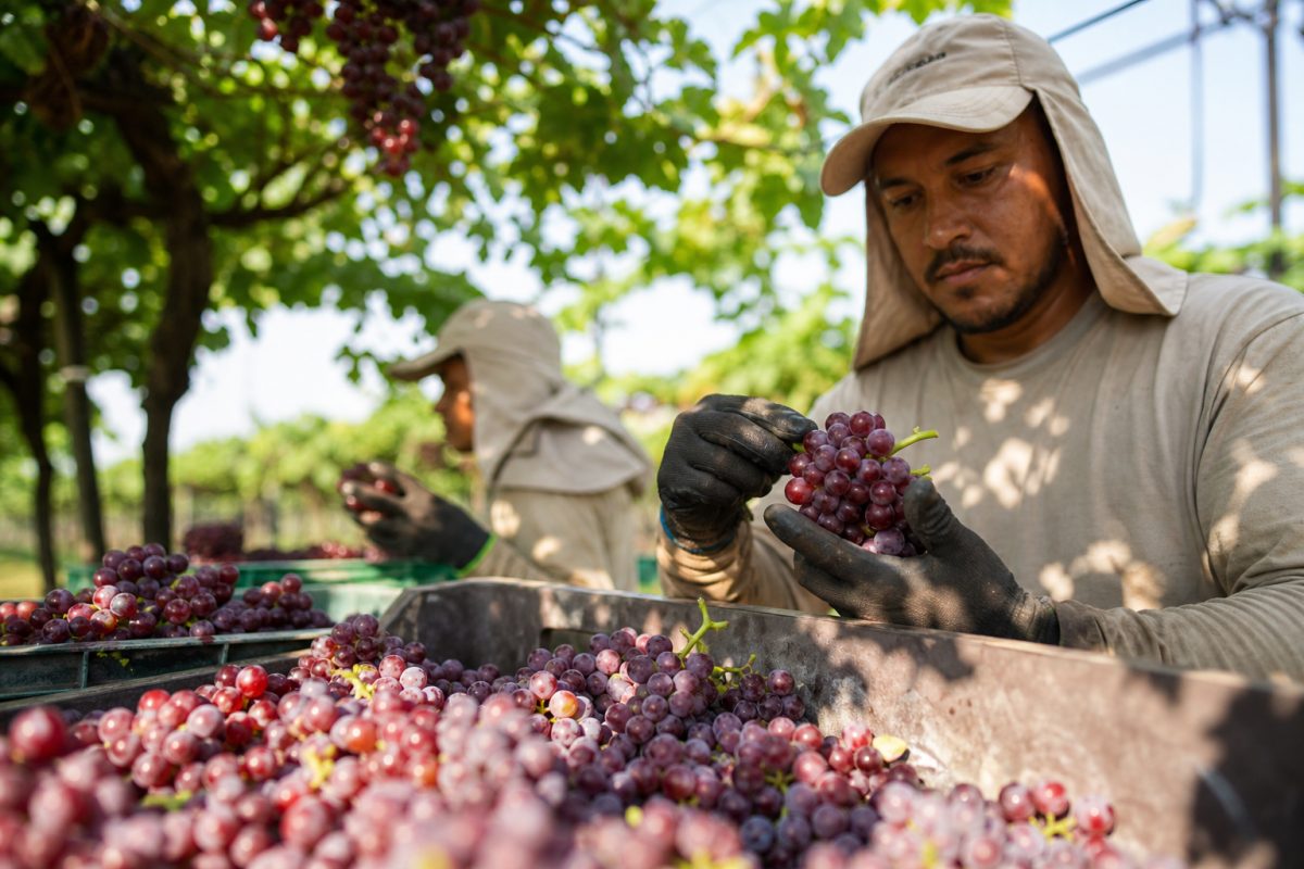 Brasil Tem Potencial de Expandir Exportação de Frutas