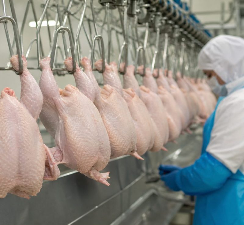 Retomada das Exportações de Carne de Frango do Brasil para Chile e Arábia Saudita