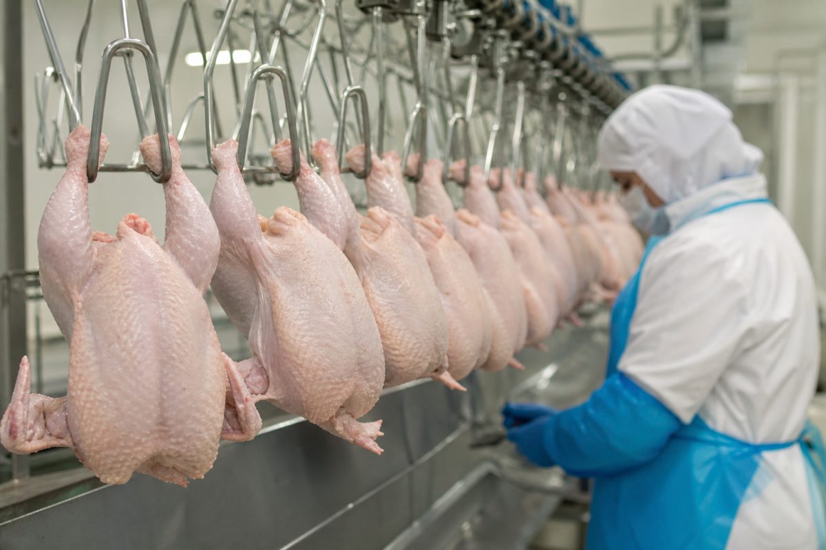Cai o Embargo À Carne de Frango do Brasil no Chile e Arábia Saudita