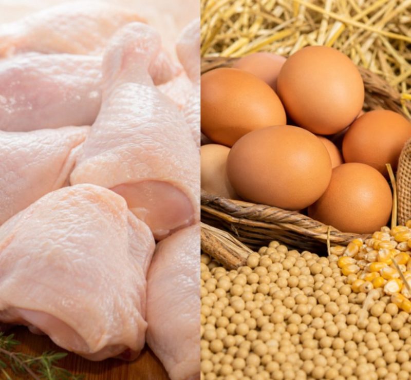 Aumento nos preços da carne de frango: avicultores enfrentam desafios