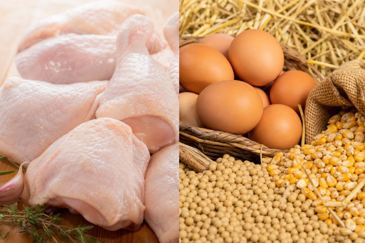 Carne de frango volta a subir, enquanto custos do milho e da soja apertam margens na produção de ovos
