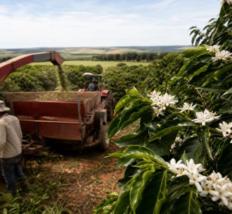 Colheita de café no Cerrado Mineiro atinge 96% e prepara nova safra