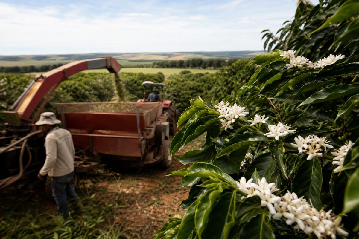 Colheita de café chega a 96% no Cerrado Mineiro e florada antecipa cuidados com a próxima safra