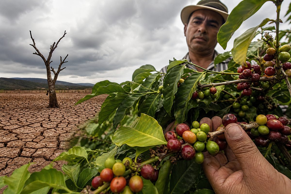 Café e Mudanças Climáticas: Desafios e Oportunidades para o Futuro