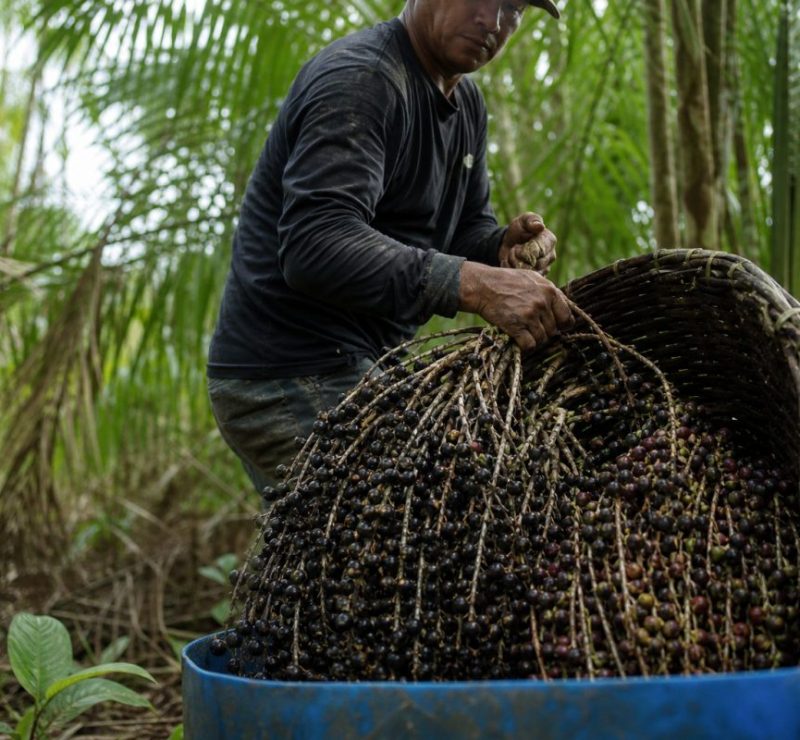Colômbia avança no mercado de açaí com inovação e sustentabilidade