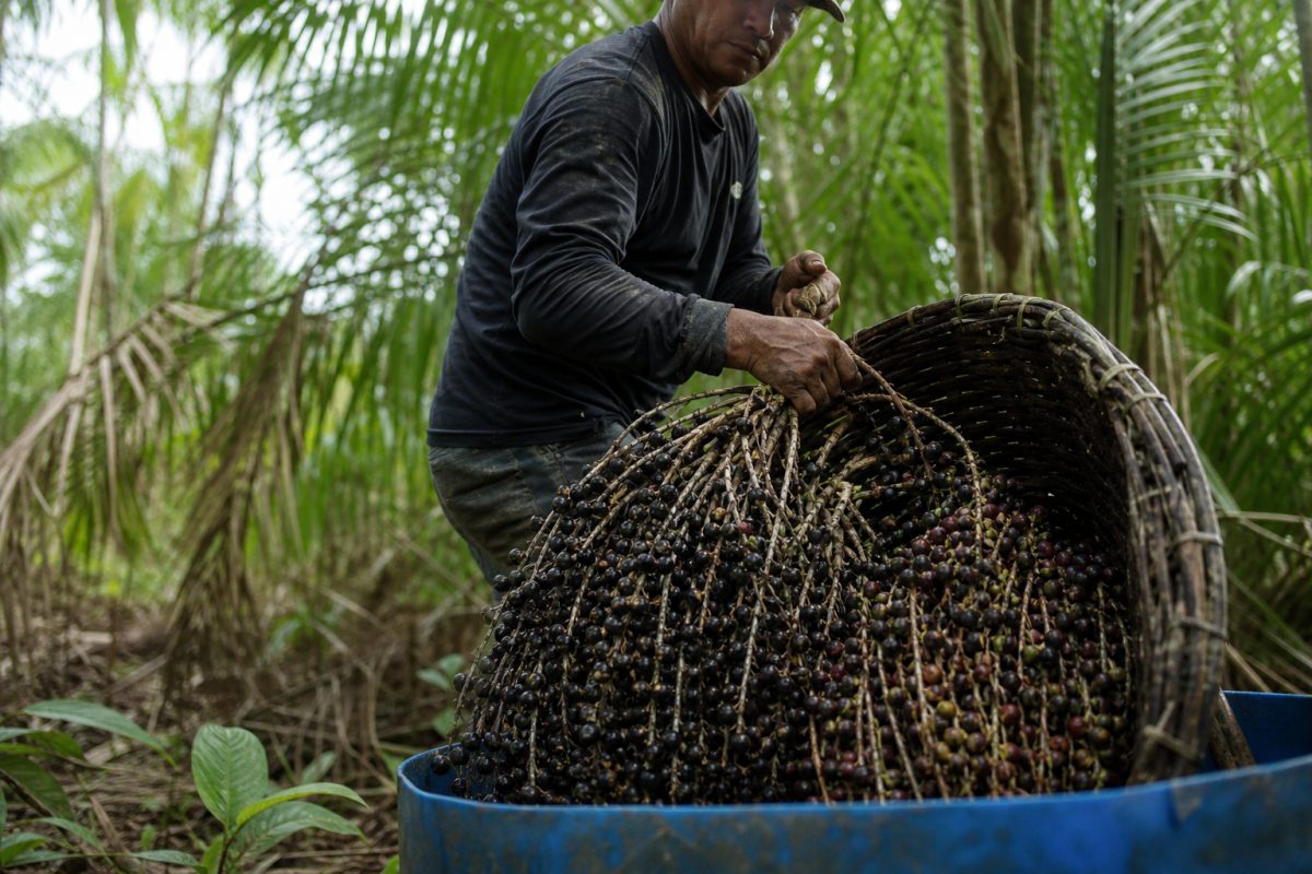 Do Putumayo Ao Mundo, Como Colômbia Entra na Disputa Pelo Bilionário Mercado do Açaí