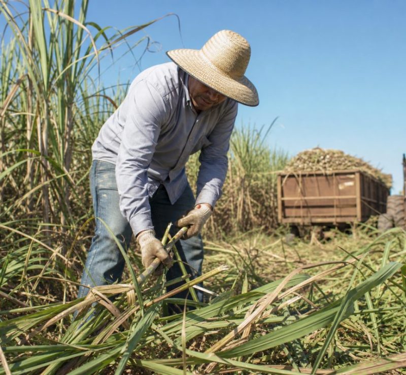Eco Invest aloca R$ 160 milhões para reabilitação de pastagens