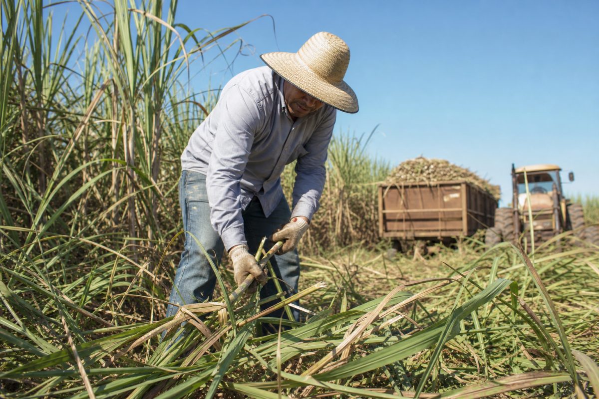 Eco Invest destina R$ 160 milhões à recuperação de pastagens degradadas para produção de açúcar e etanol