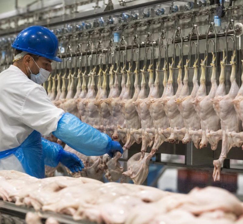 Queda nos preços do frango no Nordeste: oferta excessiva e aumento nas exportações