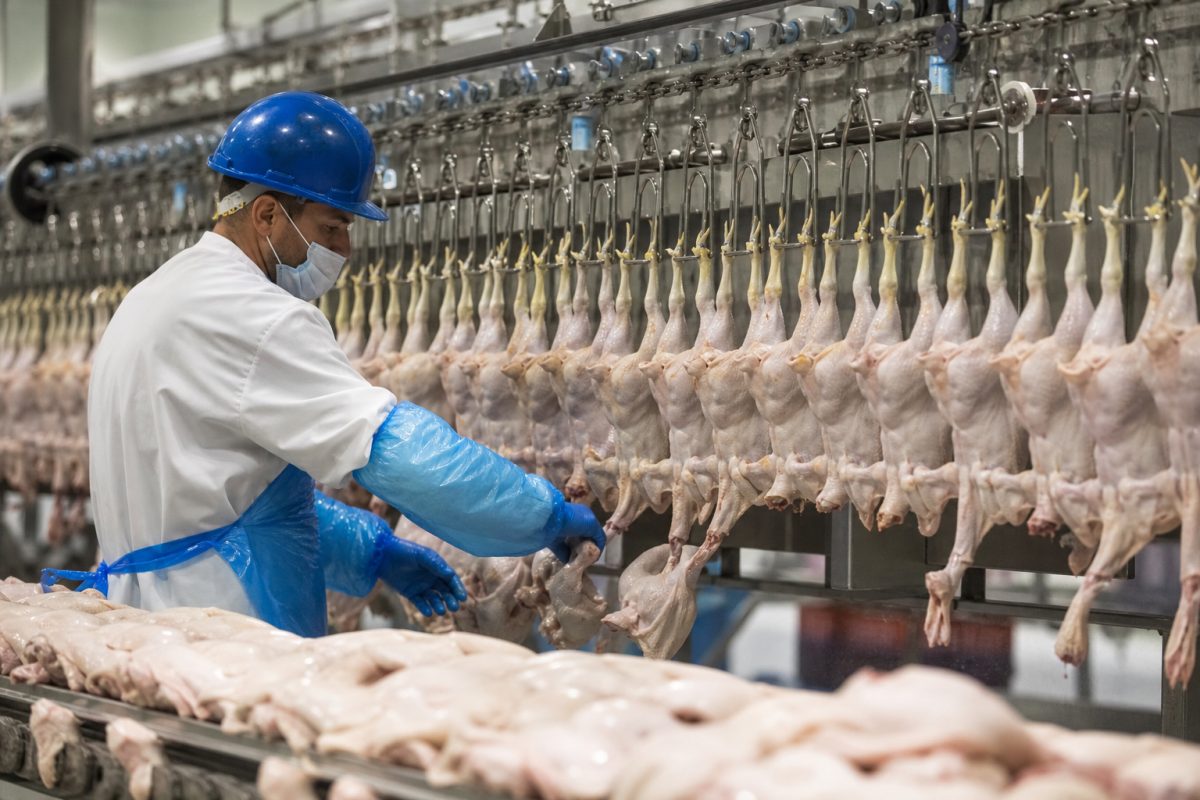 Excesso de oferta pressiona preços do frango, mas exportações avançam mais de 40%