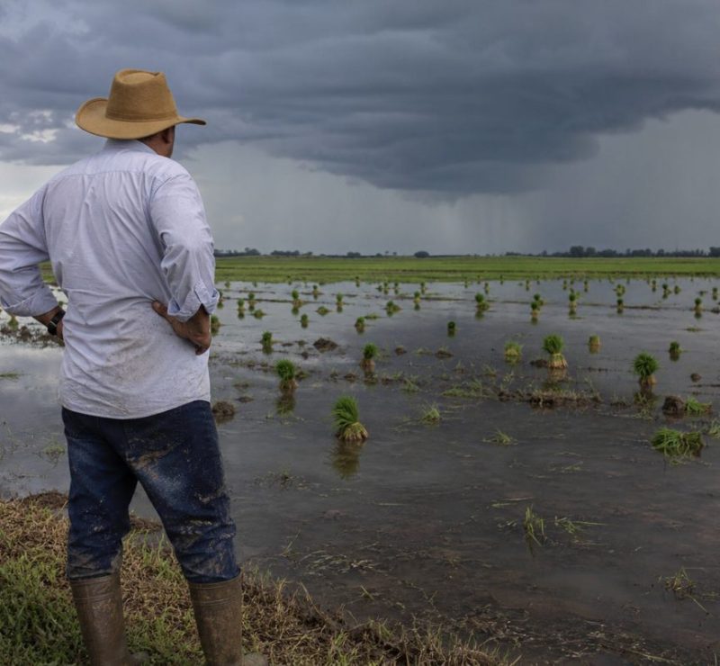 Oferta de arroz nas Américas deve cair devido a mudanças climáticas