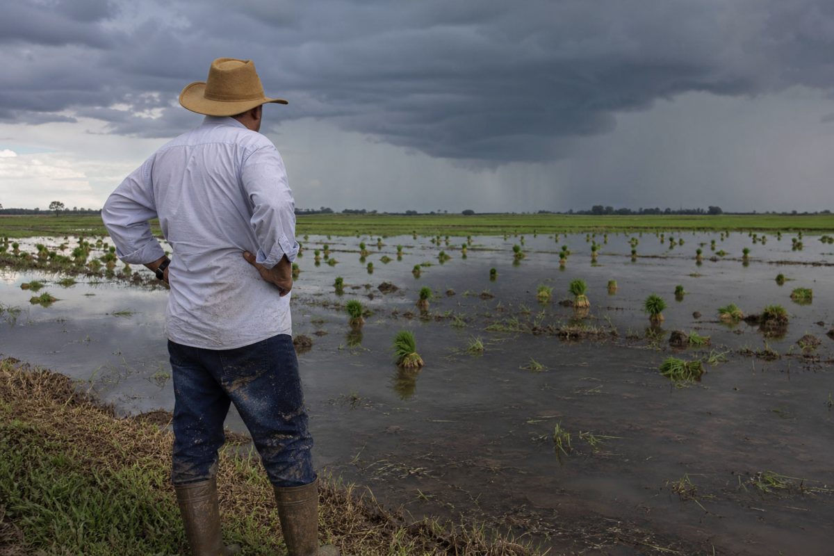 Oferta de arroz deve cair nas Américas e clima ameaça plantio da safra 2026/27