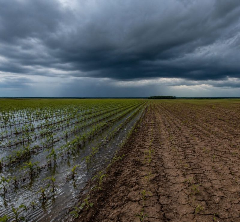 OMM confirma Super El Niño e alerta sobre impactos na agricultura