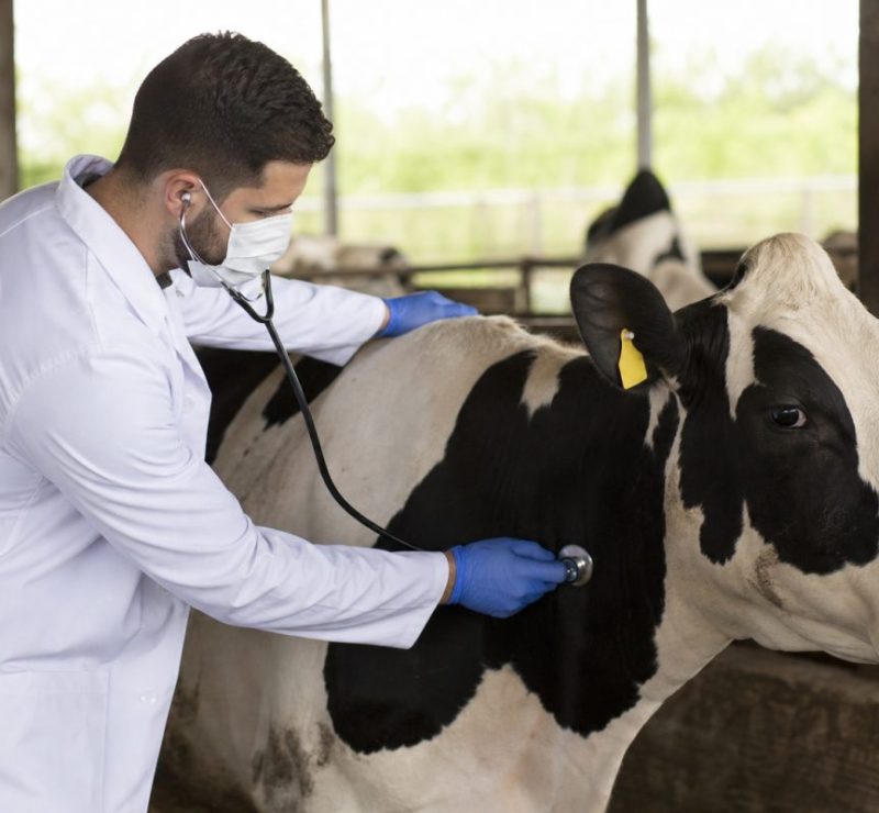 Pneumonia Bovina: Entenda os Riscos e Como Prevenir a Doença