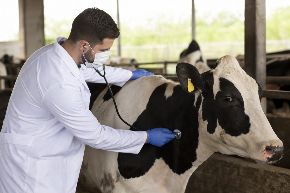 Pneumonia Bovina: Entenda os Riscos e Como Prevenir a Doença