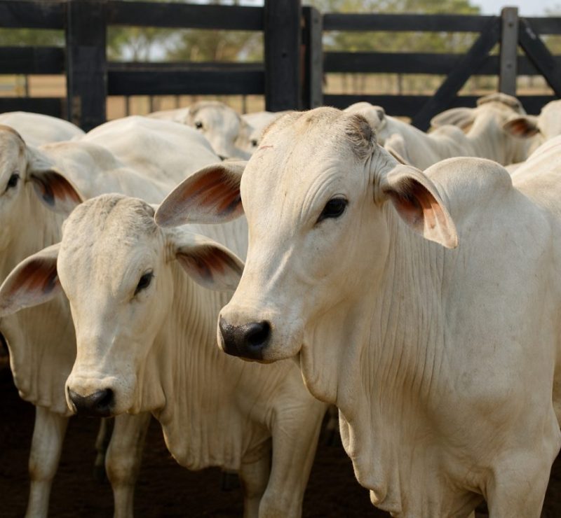 Preço da arroba do boi gordo sobe para R$ 345 em agosto de 2023