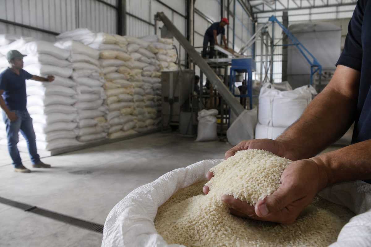 Arroz atinge R$ 80 por saca: desafios no mercado e preços em alta