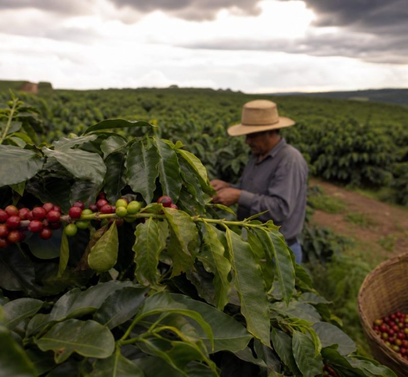 Café tem queda de preços com aumento da oferta global e El Niño