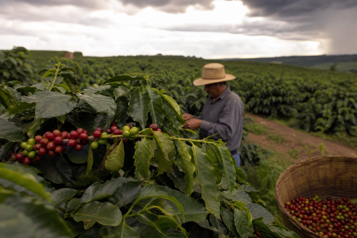 Café tem queda de preços com aumento da oferta global e El Niño