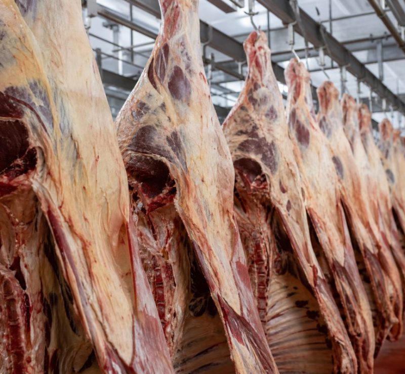 Mercado do boi gordo: preços em alta e cotações atualizadas