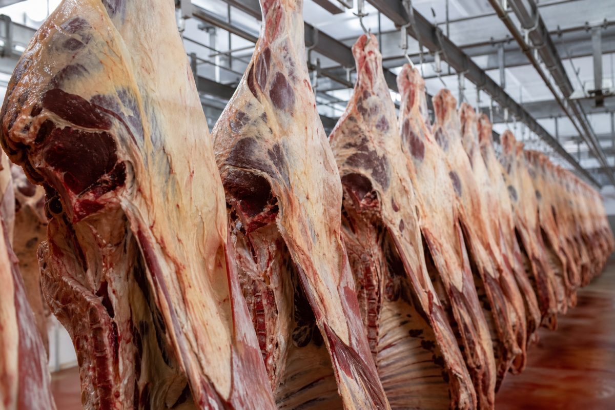 Mercado do boi gordo: preços em alta e cotações atualizadas