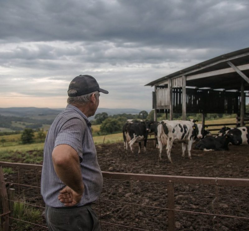 Futuro Incerto: RS pode ter menos de 3 mil produtores de leite em 25 anos