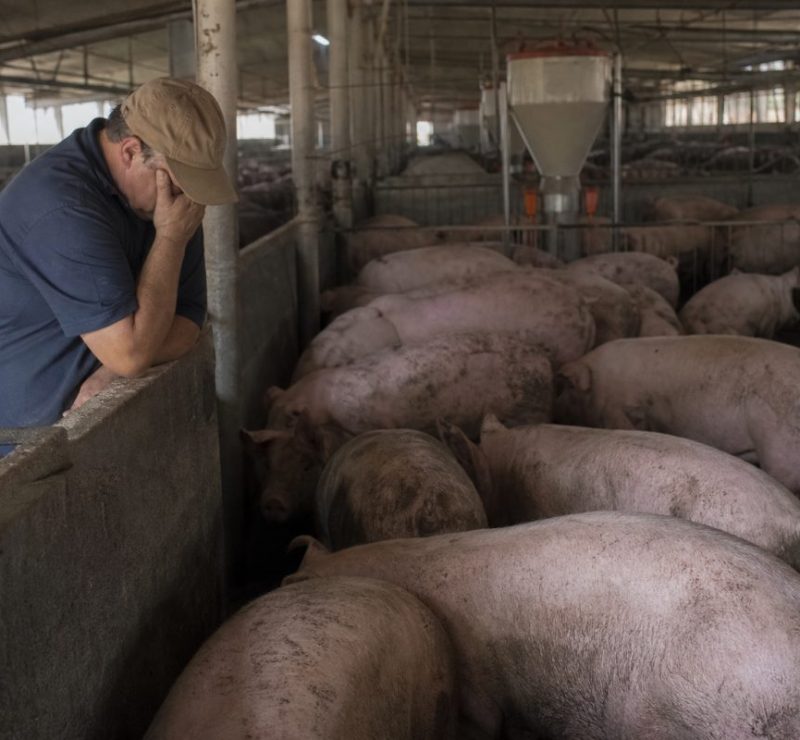Queda nos preços da carne suína prejudica produtores brasileiros